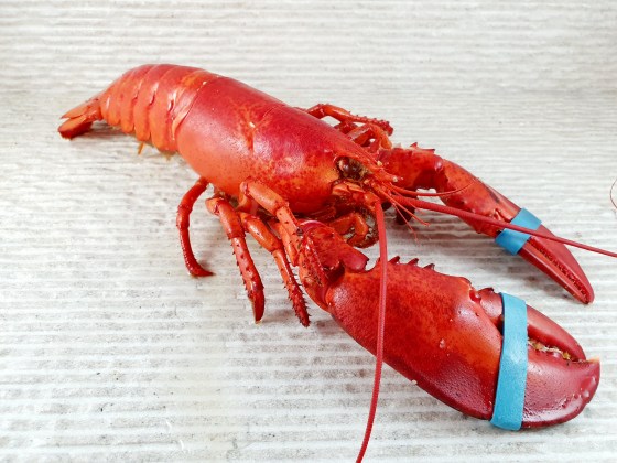 Canadese babykreeft gekookt heel